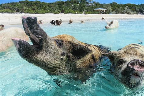 carnival swimming with pigs|Swimming with Bahama Pigs